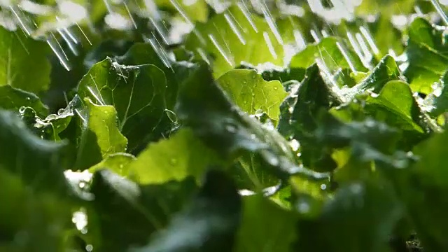 用绿叶蔬菜浇灌菜园