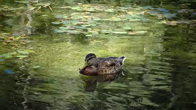 浮木野鸭科。在阳光明媚的日子里关闭