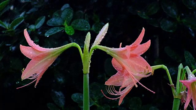 美丽的粉红花朵在雨中落下，而风在雨中吹过，慢镜头剪辑