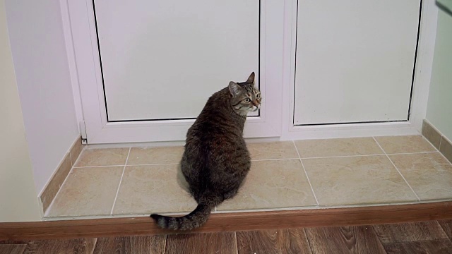 门。猫在关着的门附近等着