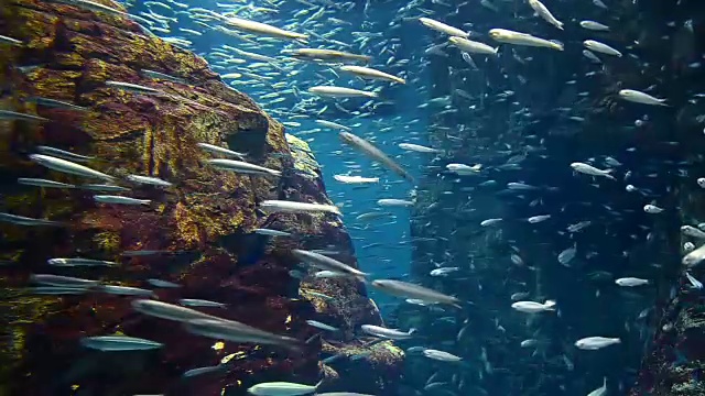 大海里的沙丁鱼