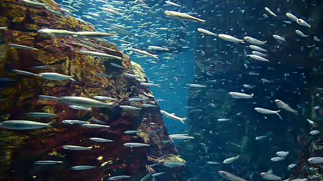 详情图-大海里的沙丁鱼