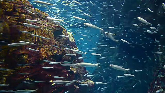 详情图-大海里的沙丁鱼