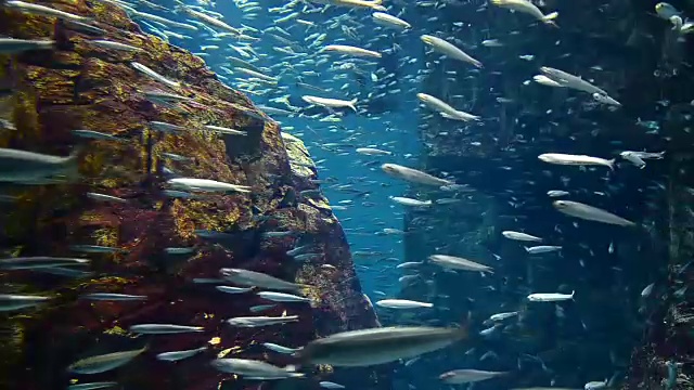 详情图-大海里的沙丁鱼