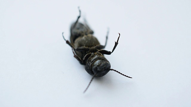 无助的黑甲虫躺在它的背部移动它的爪子