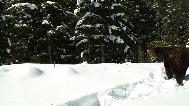 冬天的森林里有棕熊。一只大熊在白雪中漫步。