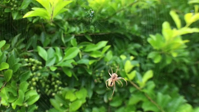 少年猎人蜘蛛在织网