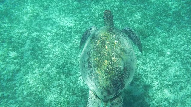 海龟在水下游泳