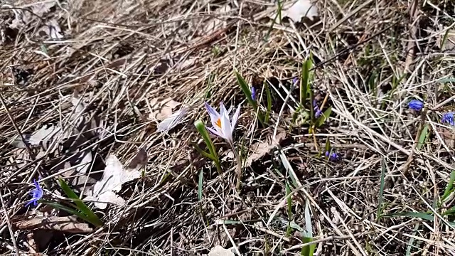 在春天阳光明媚的日子里，野生藏红花在森林的山坡上的草坪上