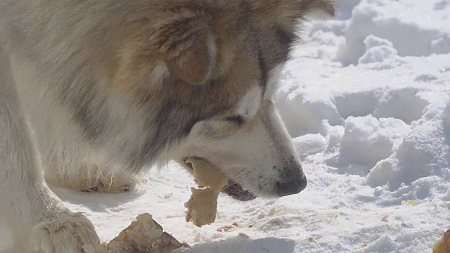 大流浪狗在雪地里吃肉