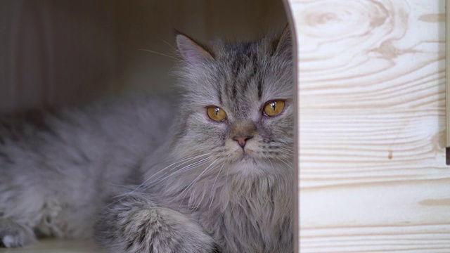 特写小猫可爱与模糊的背景。动物和宠物在家里的概念。