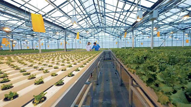 托盘里放着豆芽和成熟的绿色沙拉，背景是温室工人。4 k。