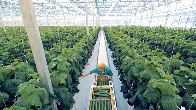 生態(tài)農(nóng)業(yè)的概念。一名溫室工人正沿著通道尋找成熟的黃瓜來(lái)收獲