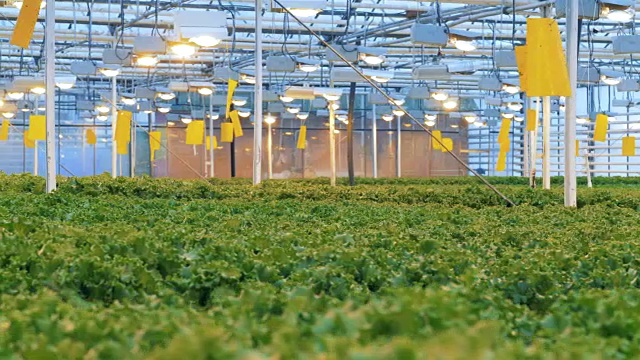 溫室滴灌的現(xiàn)代生態(tài)生產(chǎn)。帶有大片生菜種植園的寬敞溫室