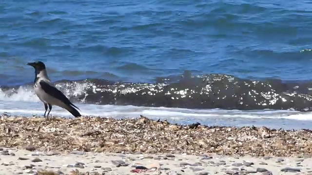 乌鸦在海边的海滩上散步