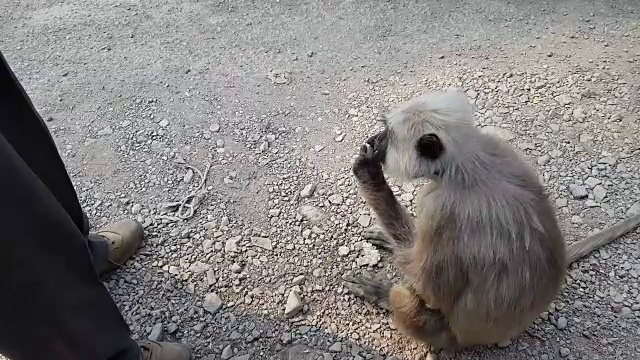 给猴子喂食