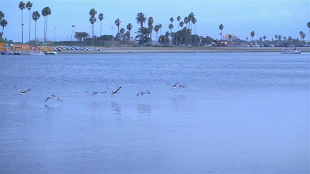 一群鸟在海湾上空缓慢地飞翔