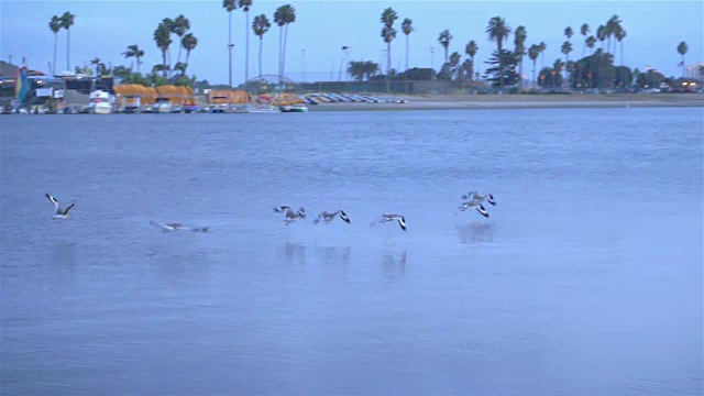 详情图-一群鸟在海湾上空缓慢地飞翔