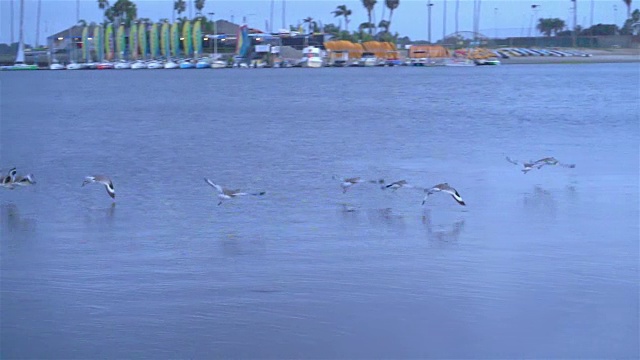 详情图-一群鸟在海湾上空缓慢地飞翔