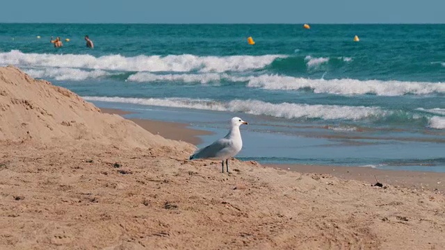 美丽的白色海鸥漫步在清澈湛蓝的沙滩上