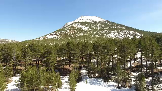 雪松林和雪峰