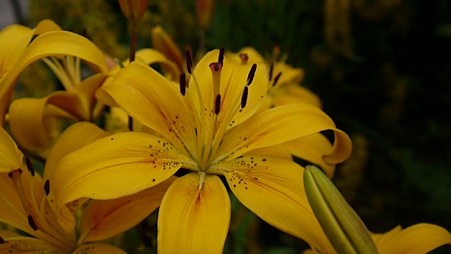 植物百合细节特写高清镜头-草本百合花视频