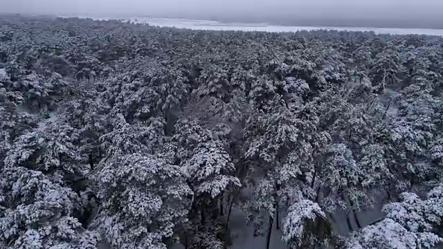 航拍冬雪针叶林的圣诞森林