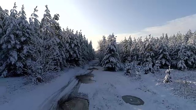 航拍冬雪针叶林的圣诞森林