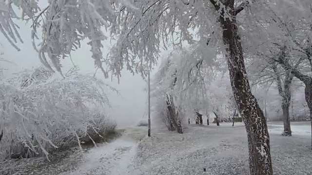 覆盖着白霜的林间空地。多风多雾的天气