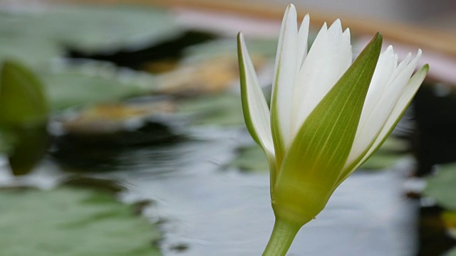 人工池塘中的装饰花园百合。美丽的白色装饰花在一个小人工水库