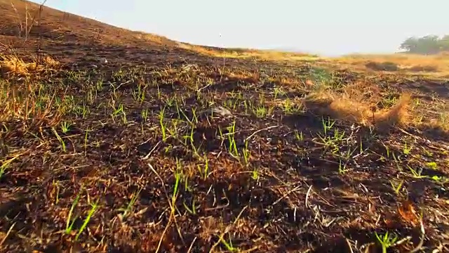 新鲜的草芽从焦干的土地中冒出来