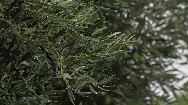 橄榄树和倾盆大雨