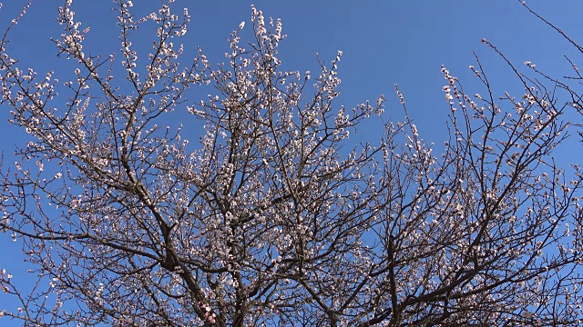 春天，美丽盛开的杏树。