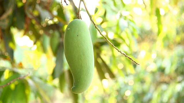 陽(yáng)光明媚的芒果樹(shù)，泰國(guó)清邁