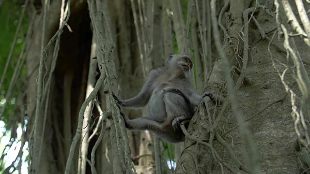 一只猕猴在两棵树中间四处张望