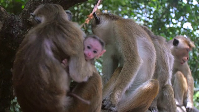 小猴子抱着它的妈妈