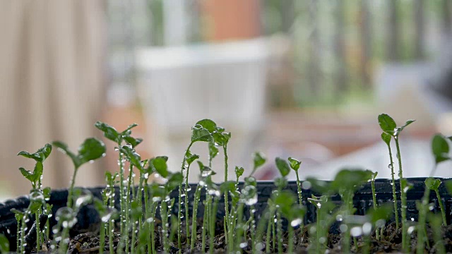 花盆里的幼苗和喷水