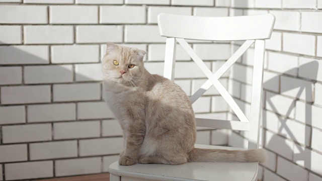 一只苏格兰折耳猫坐在一张白色的椅子上，看着镜头