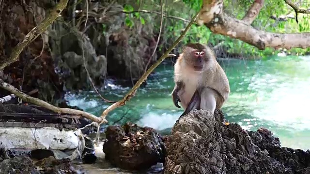 猴子坐在泰国海滩的石头上