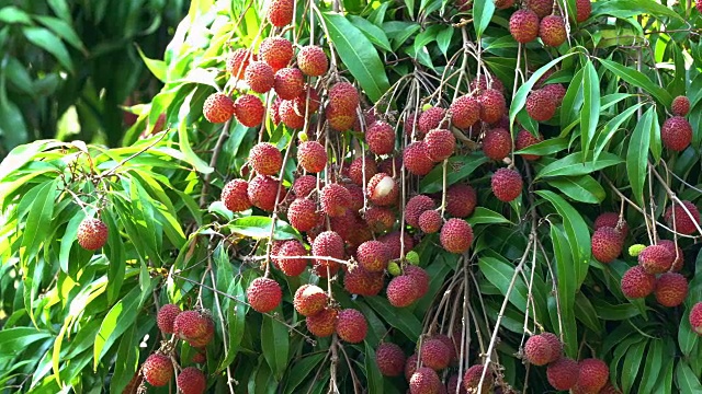 荔枝
