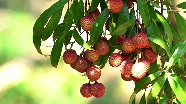 荔枝