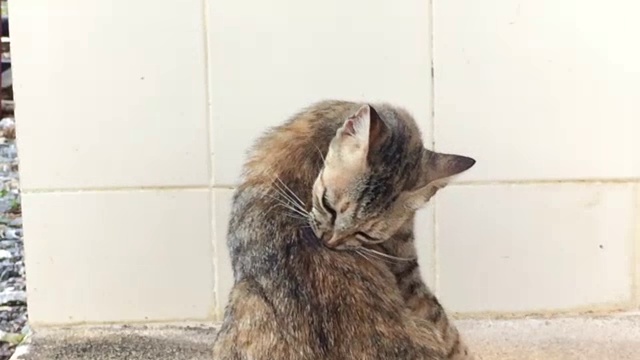 猫舔毛