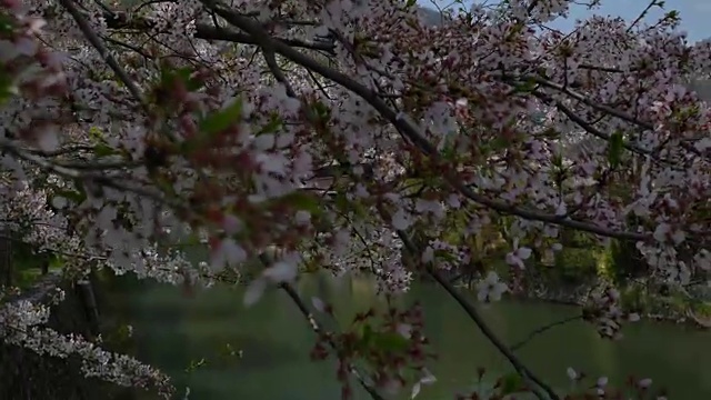 樱花花平底锅2