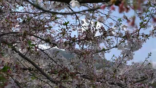 樱花花平底锅1