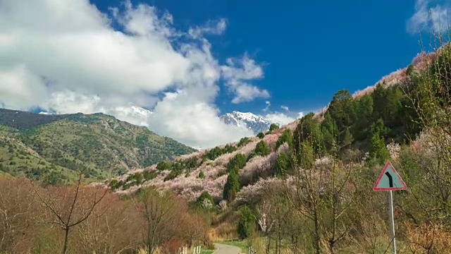 山上开花的野生果树，春天在时间间隔4K