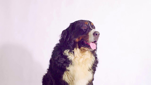 伯尔尼牧羊犬坐着四处张望