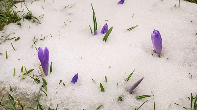 春雪融化番红花盛开时光流逝