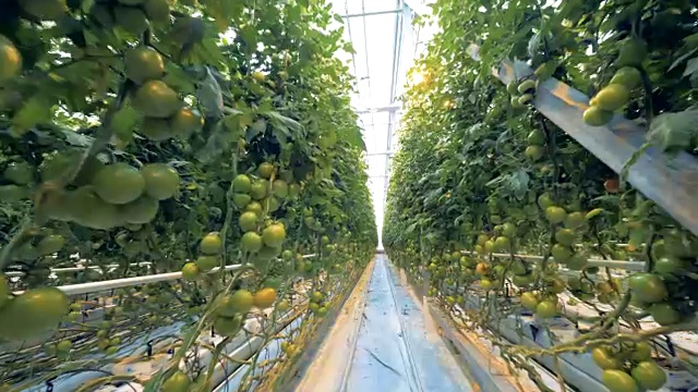 一个温室的天花板和西红柿种植园正在培育的底部视图