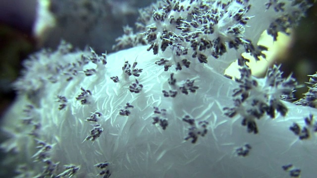 软珊瑚近距离水下背景海洋景观在红海。