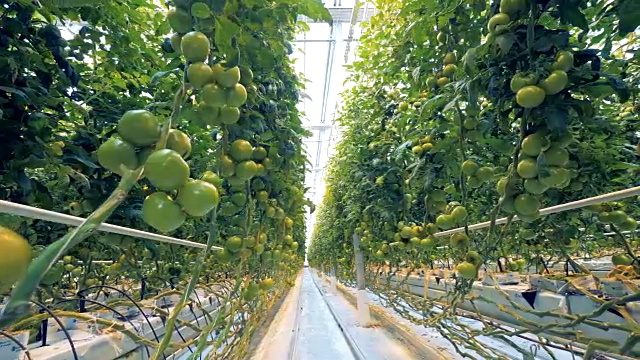 温室里满是未成熟的西红柿和阳光